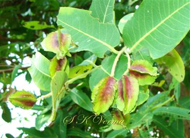  Fruits (Young)